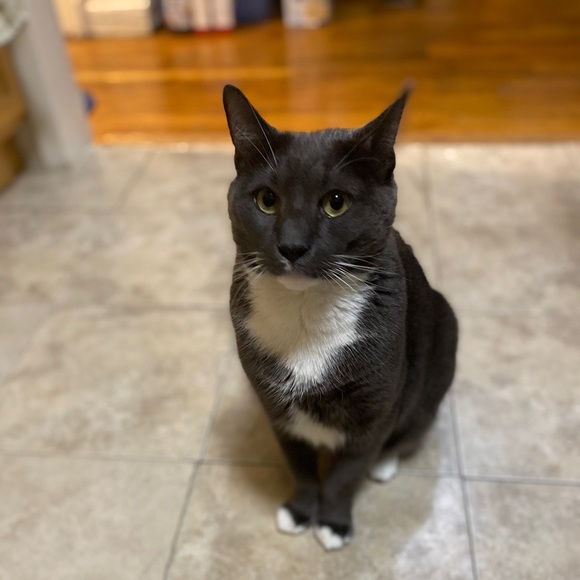 Funds for Sushi 🍣 and Beerus 🐈‍⬛ - Picture 9 of 13